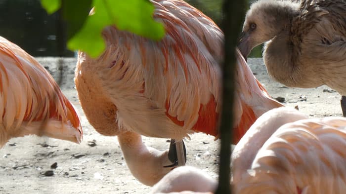 dierenpark amersfoort foto flamingo | DoorMariska