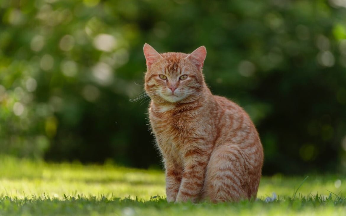 brutal red domestic cat on fresh green grass
