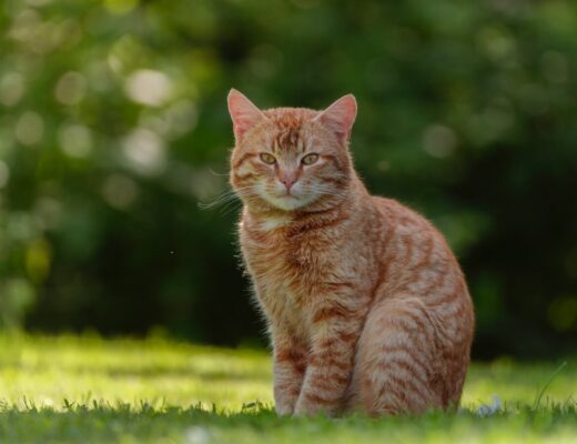 brutal red domestic cat on fresh green grass