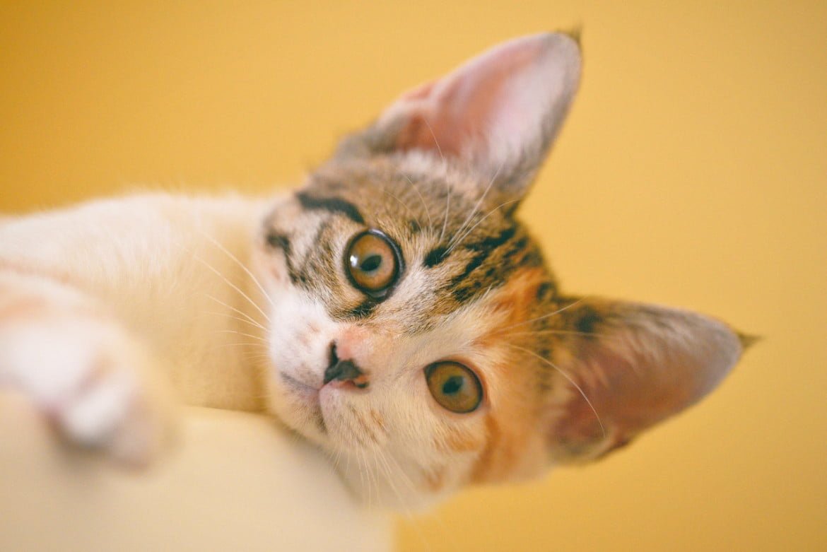 kitten zindelijk maken