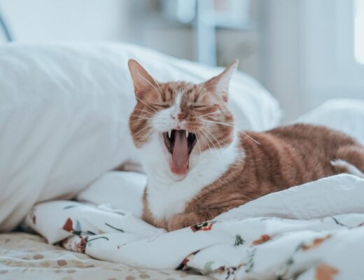 zelfreinigende kattenbakken